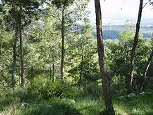 Kiefernforst (Eschtaol-Wald)