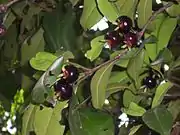 Grumichama (Grumixama)