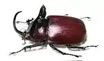Eupatorus birmanicus (m)