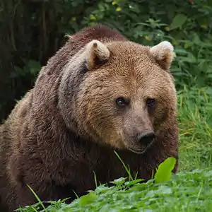 Braunbär