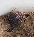 Euscorpius italicus in Albeins gefunden