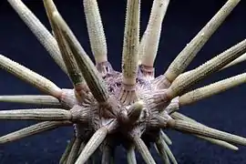 Cidaris cidaris