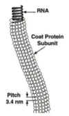 Schemazeichnung eines Partikelfragments der Gattung Capillovirus, Fam. Betaflexiviridae