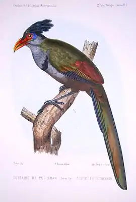 Rotschnabel-Grundkuckuck (Neomorphus pucheranii) gemalt von Paul Louis Oudart (1796–1860)