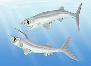 Falcatus falcatus, Lebendrekonstruktion von ♀ (oben) und ♂