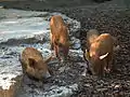Wollschweine im Tiergehege