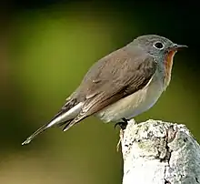 Zwergschnäpper