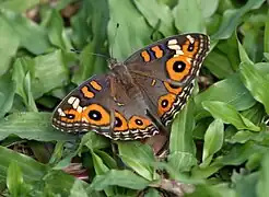 Junonia villida, in Australien heimisch