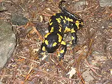 Feuersalamander