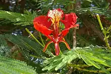 Blüte mit nach unten gebogenen Kelchblättern und vier roten Kronblättern sowie einem gelb-roten oberen Kronblatt