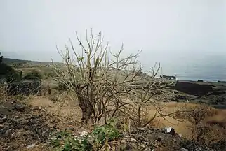 Purgiernussstrauch an der Ostküste von Fogo