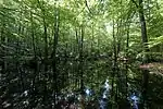 Choriner Wald