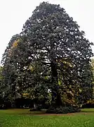Riesen-mammut-baum