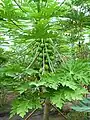 Papayas