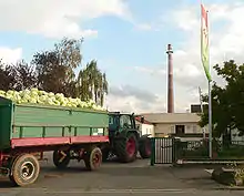 Weißkohlanlieferung in die Sauerkrautfabrik