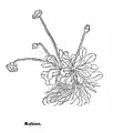 Leonhart Fuchs 1543