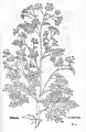 Leonhart Fuchs 1543