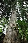 Kannon-Sugi