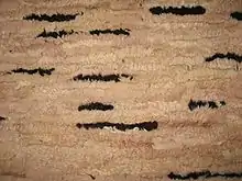 Lammstücken, zu Tafeln zusammengesetzt, in Streifen geschnitten und in ein Schalnetz eingeflochten (Polen, 2007)