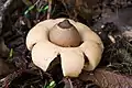 Eingesenkter ErdsternGeastrum saccatum