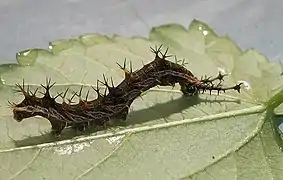 Schwarze Farbvariante einer Raupe