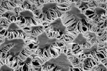 SEM-Aufnahme einer gestreckten PTFE-Membran (Gore-Tex). Größe der Inseln ca.&nbsp;10&nbsp;µm