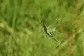 Weibchen im Flug