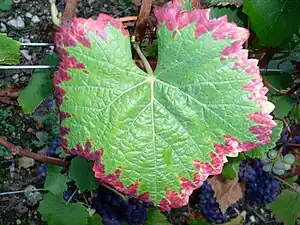 Pinot-noir-Blatt (mit Blattrandschäden von Zikaden)