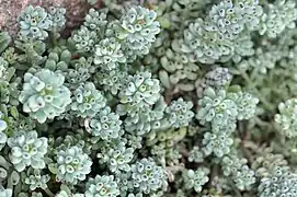 Graptopetalum pachyphyllum in der Sukkulenten-Sammlung Zürich