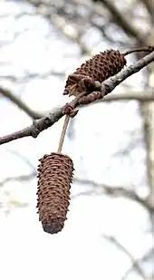 Reifer Fruchtstand der Grau-Birke (Betula populifolia)