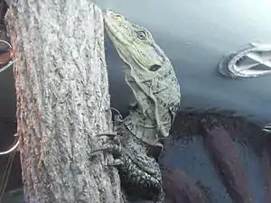 Grays Waran (Varanus olivaceus)