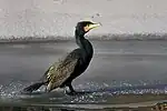 Kormoran(Phalacrocorax carbo)