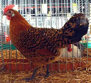 Ostfriesische Möwe