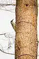 Grünspecht