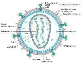 HIV-Virion