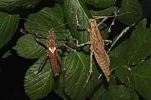 Haaniella scabra, Pärchen