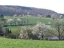 Kirschblüte im Hagener Forellental