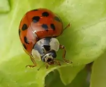 Asiatischer Harlekin-Marienkäfer Alien des Jahres 2021 in Österreich