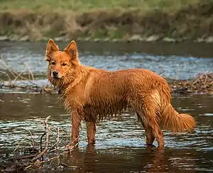 Harzer Fuchs