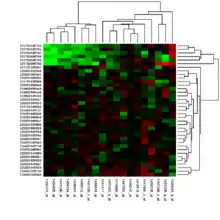 Clusterheatmap in der Genexpressionsanalyse mit Clusterbäumen an den Achsen
