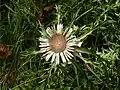 Silberdistel