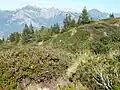 Alpine Heide auf 1800&nbsp;m Höhe in den Schweizer Alpen oberhalb von Bad Ragaz