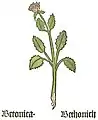 Teil I, Kapitel  25 ... Betonica officinalis