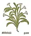 Teil I, Kapitel 85 ... Achillea millefolium
