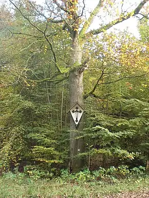 Herrgottseiche bei Giesel