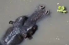 Das Foto zeigt aus der Vogelperspektive den Kopf eines halb untergetauchten Flusspferdes in bräunlichem Wasser.