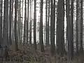 Damhirsche im Brachter Wald (Januar 2022)