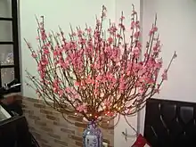 Blühender Pfirsichast Hoa đào zu Tết viet, nordvietnamesische Tradition