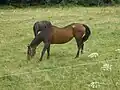 Pferd mit Senkrücken