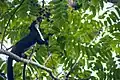 Schwarzes Riesenhörnchen auf Nahrungssuche